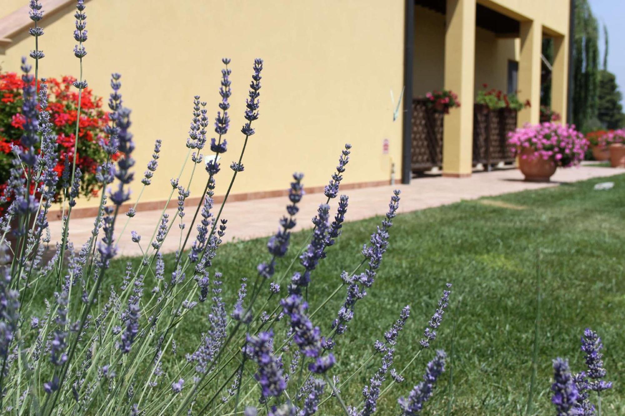 Podere Tre Cipressi Aparthotel Campiglia Marittima Buitenkant foto
